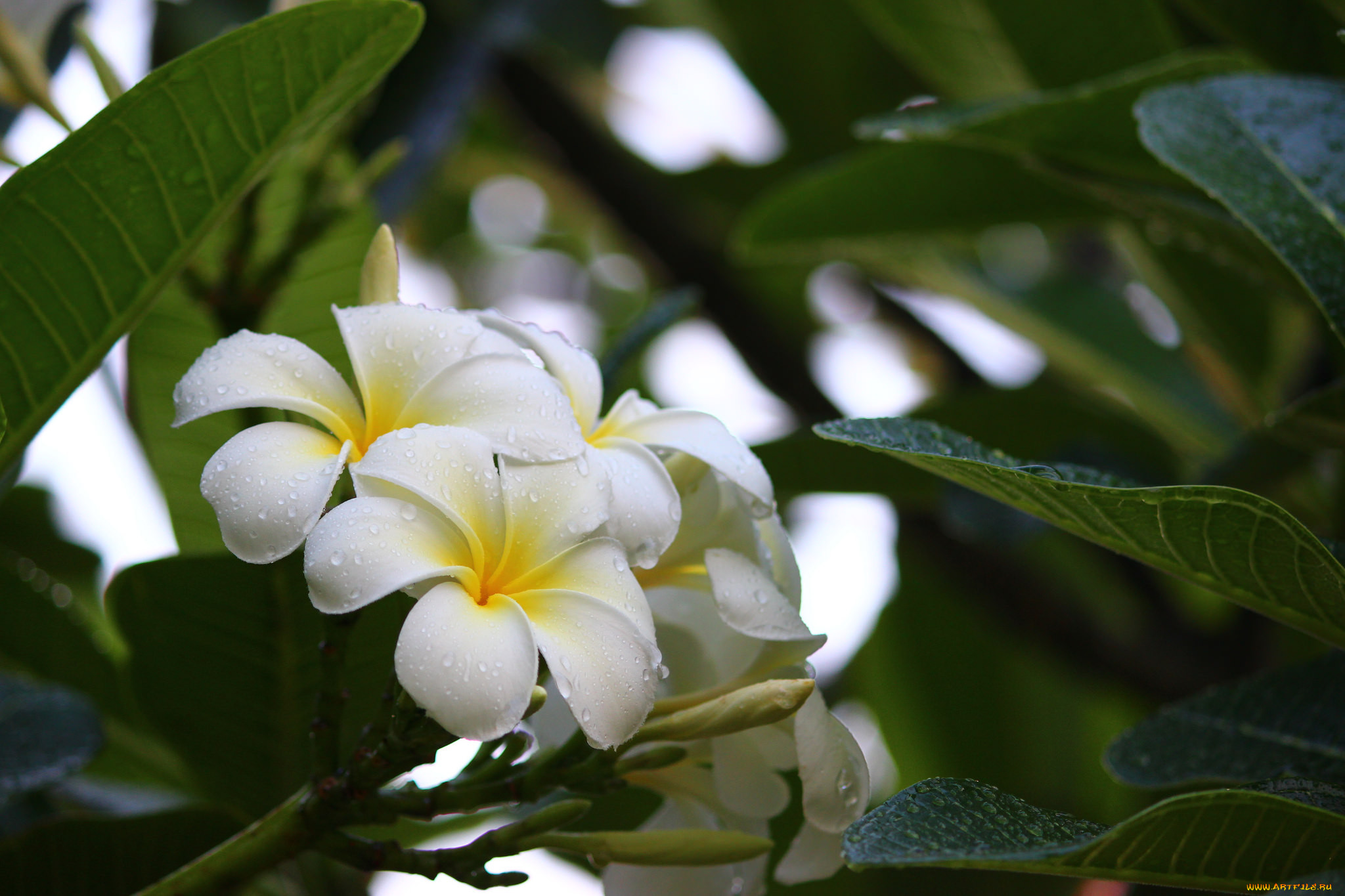 , , , , , , plumeria